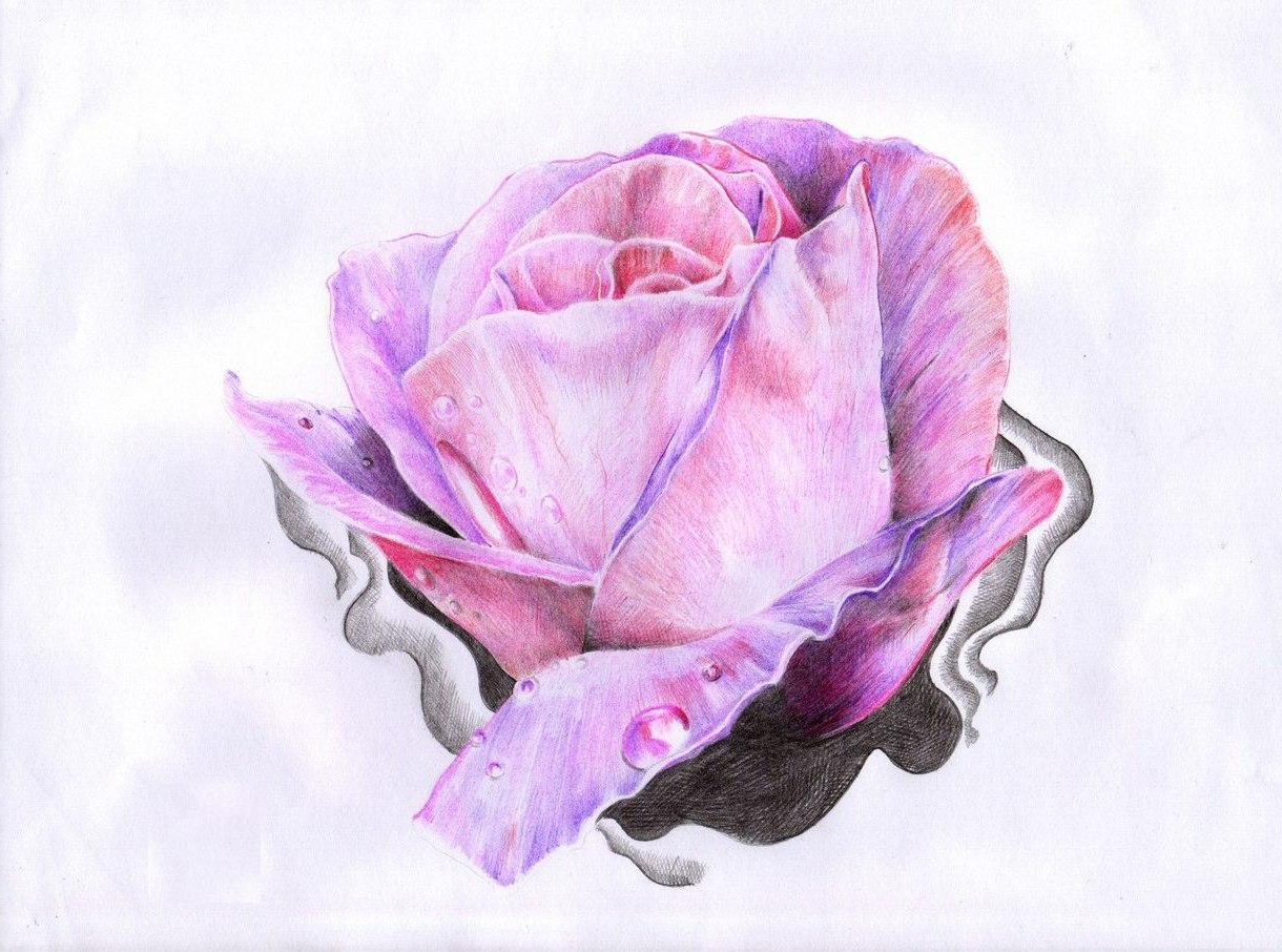 Dew Drop on rose drawing tattoo