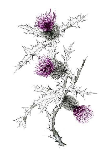 Scottish Thistle Tattoo idea