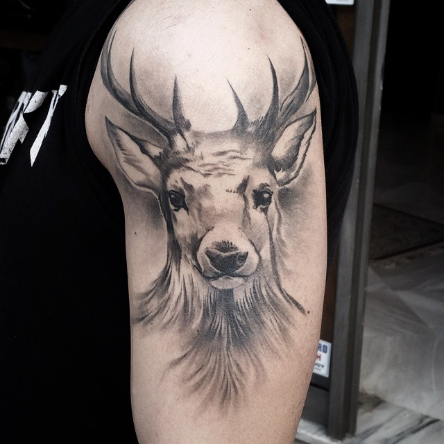 Soft Grey Deer